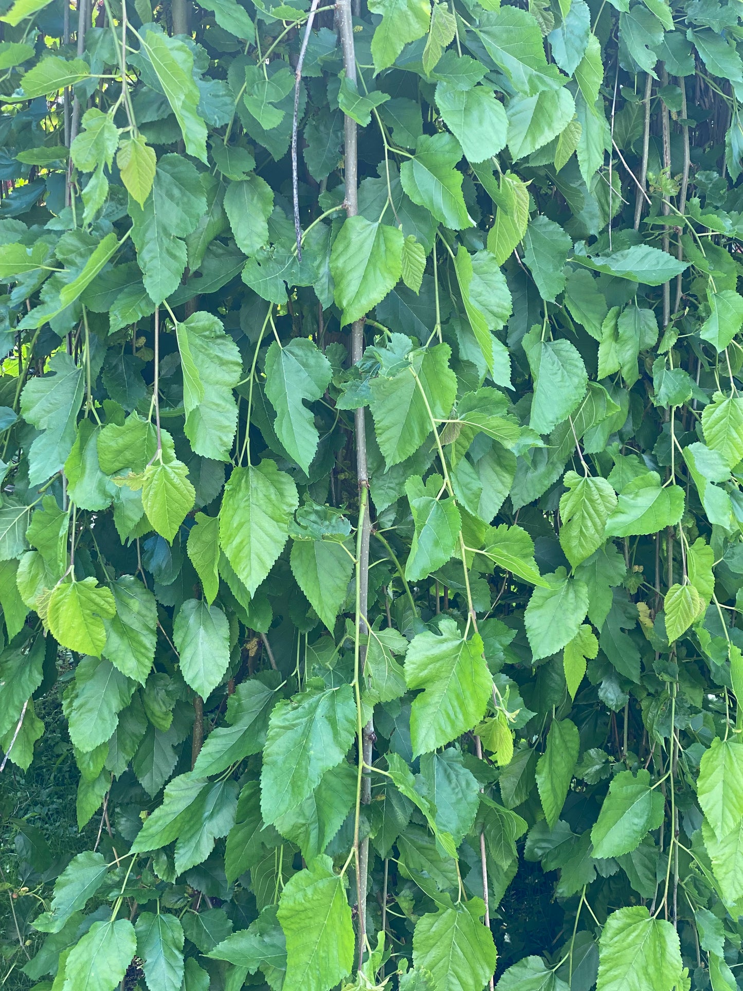 Šilkmedis baltasis (Morus alba) 'Pendula'