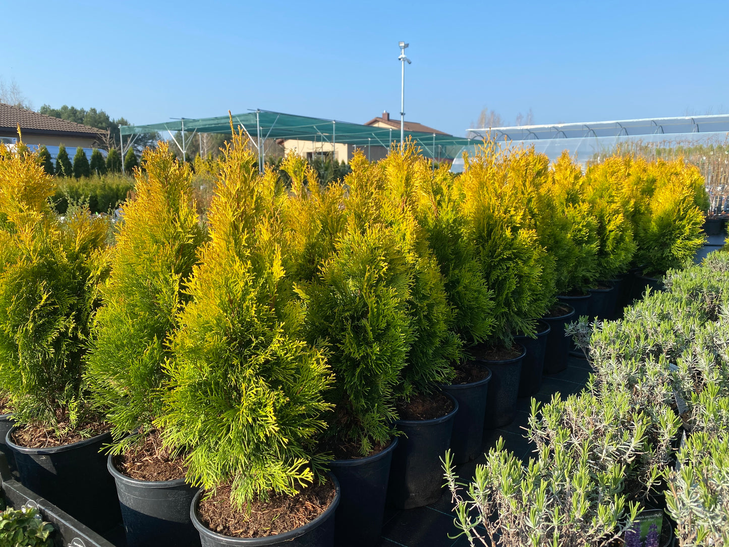 Tuja vakarinė (Thuja occidentalis) 'Golden Smaragd'