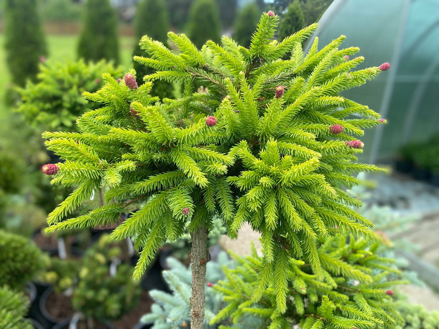 Eglė paprastoji (Picea abies) 'Pusch' Pa