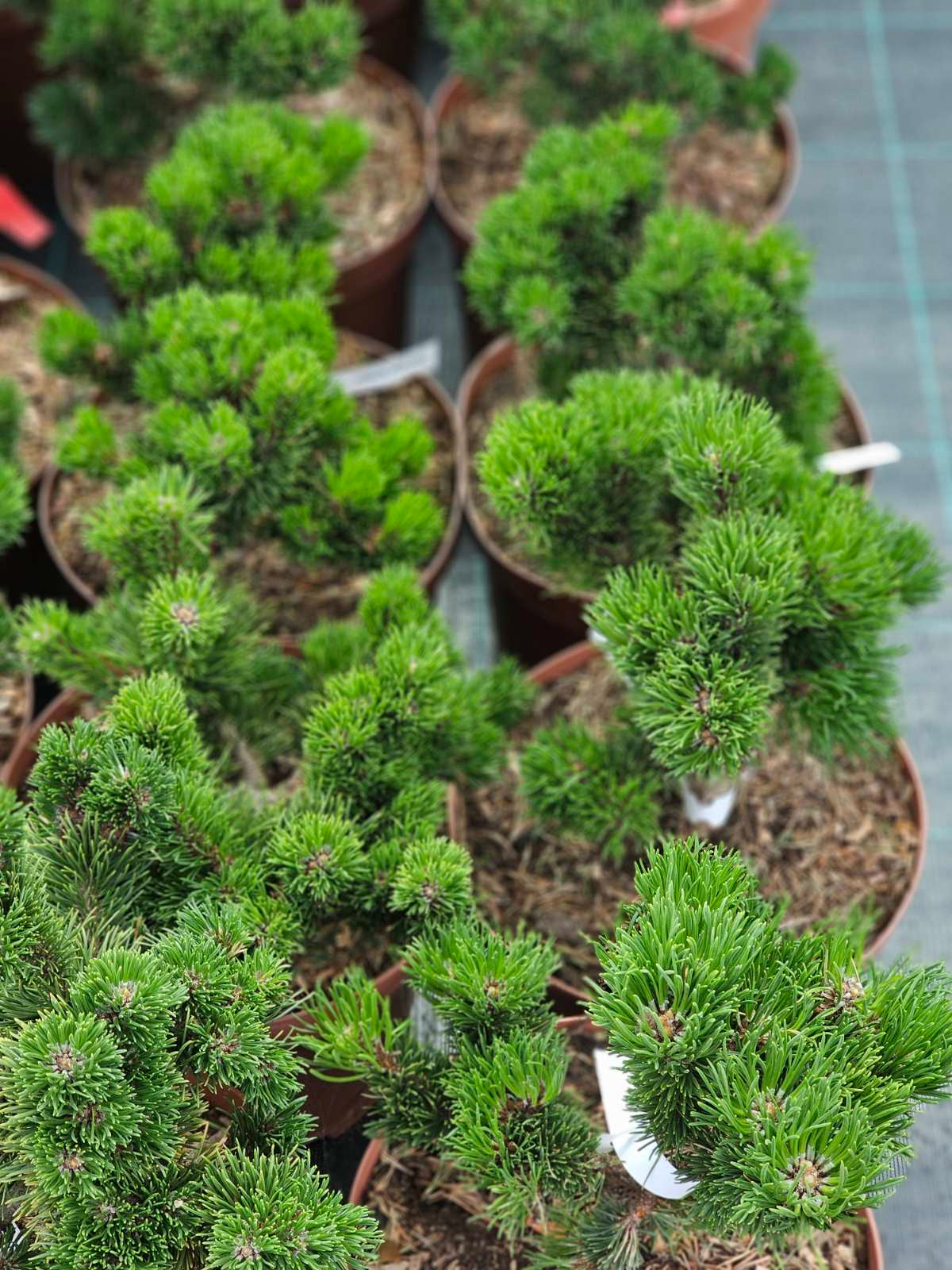 Pušis kalninė (Pinus mugo) 'Jacobsen'