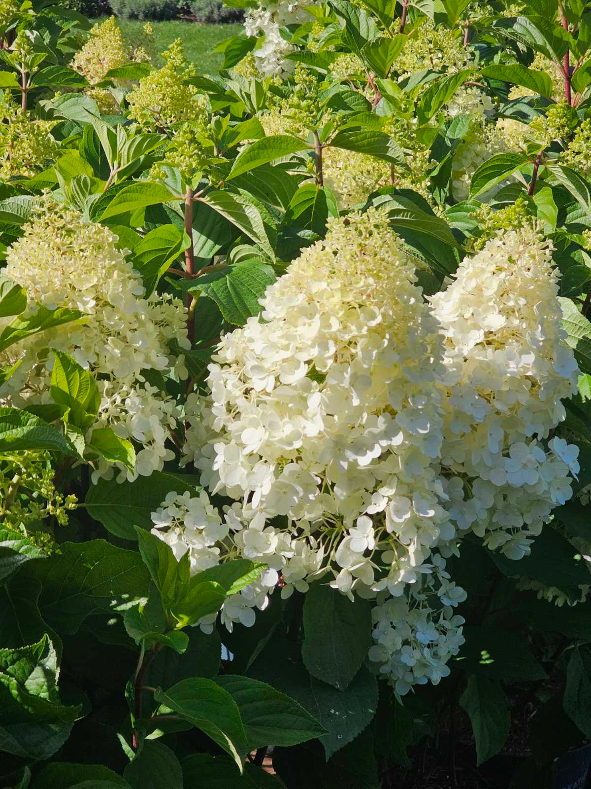 Hortenzija šluotelinė (Hydrangea paniculata) Living 'Red Velvet'