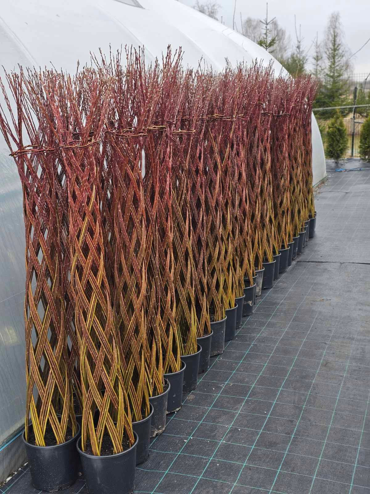 Gluosnis pintas (Salix americana)