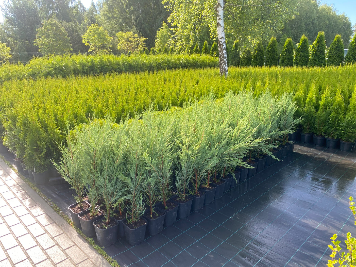 Kadagys uolinis (Juniperus scopulorum) 'Blue Arrow'