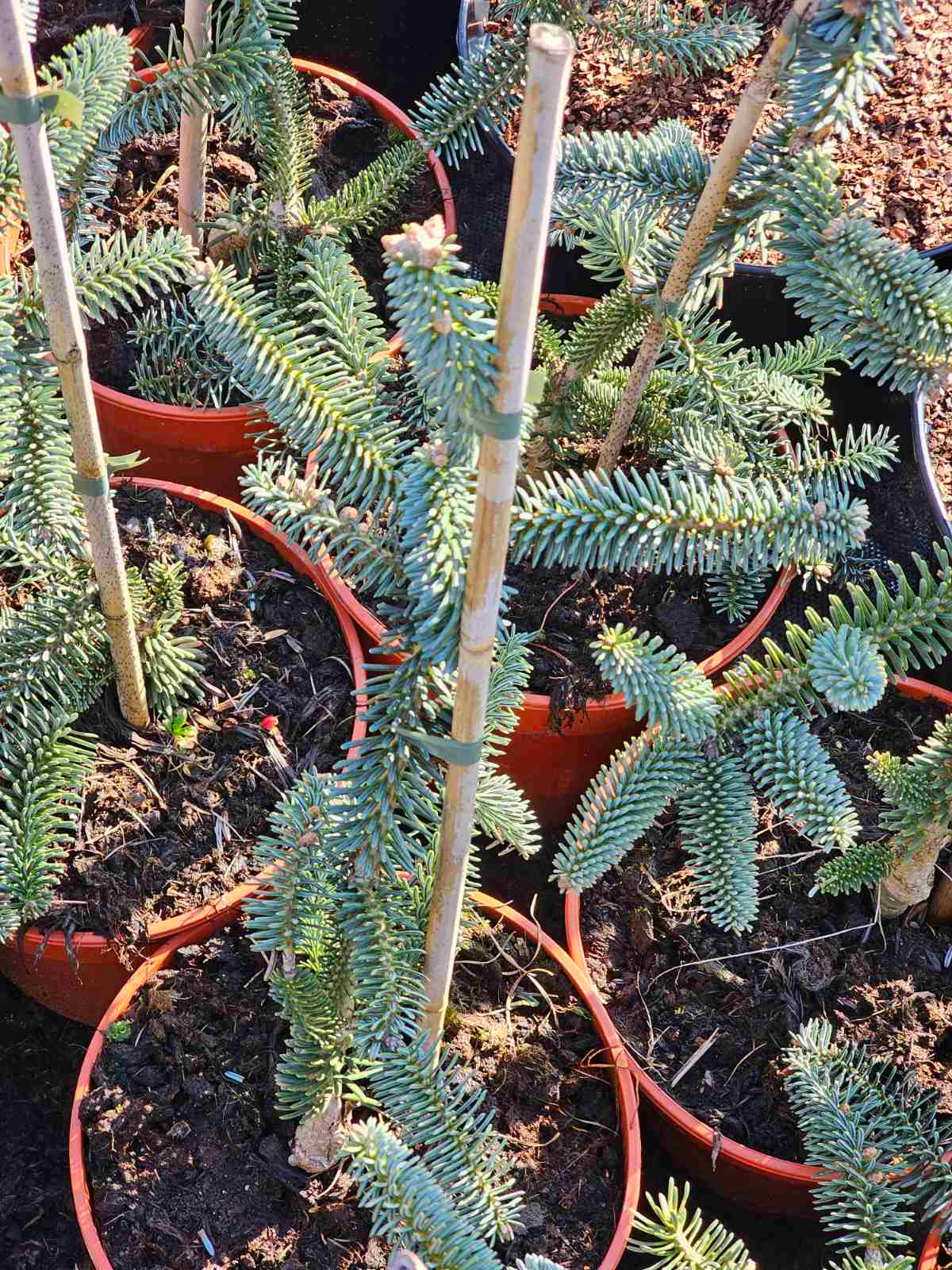 Kėnis ispaninis (Abies pinsapo) 'Kelleriis'