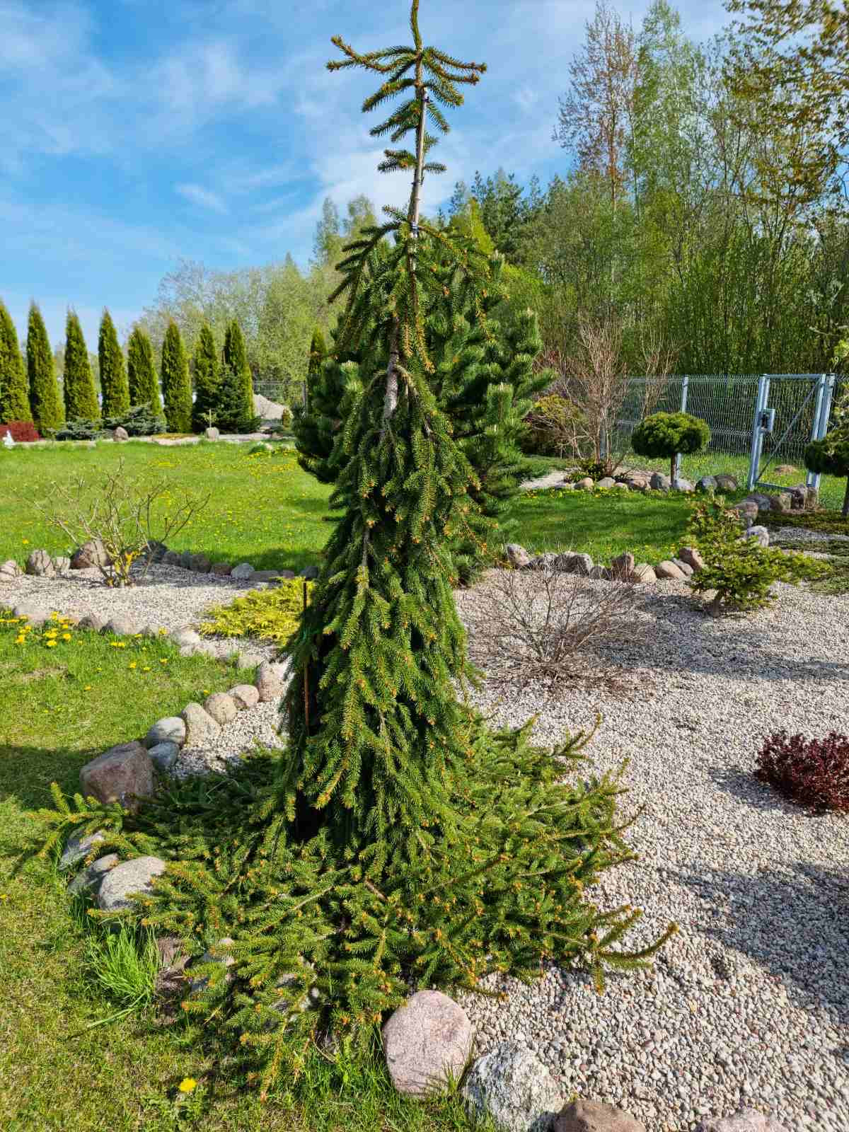 Eglė paprastoji (Picea abies) 'Frohburg’