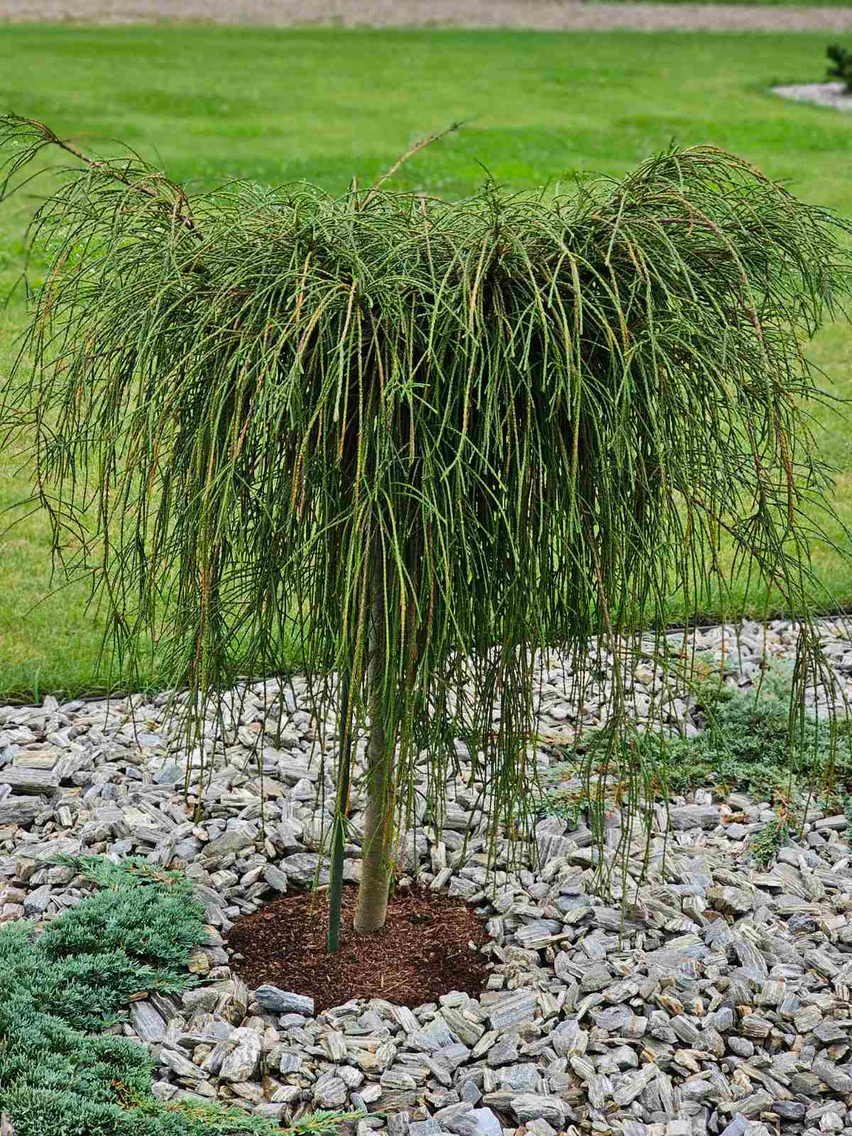 Tuja didžioji (Thuja plicata) 'Whipcord' Pa