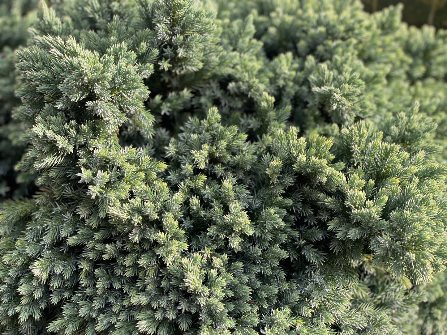 Kadagys žvynuotasis (Juniperus squamata) 'Blue Star' Pa