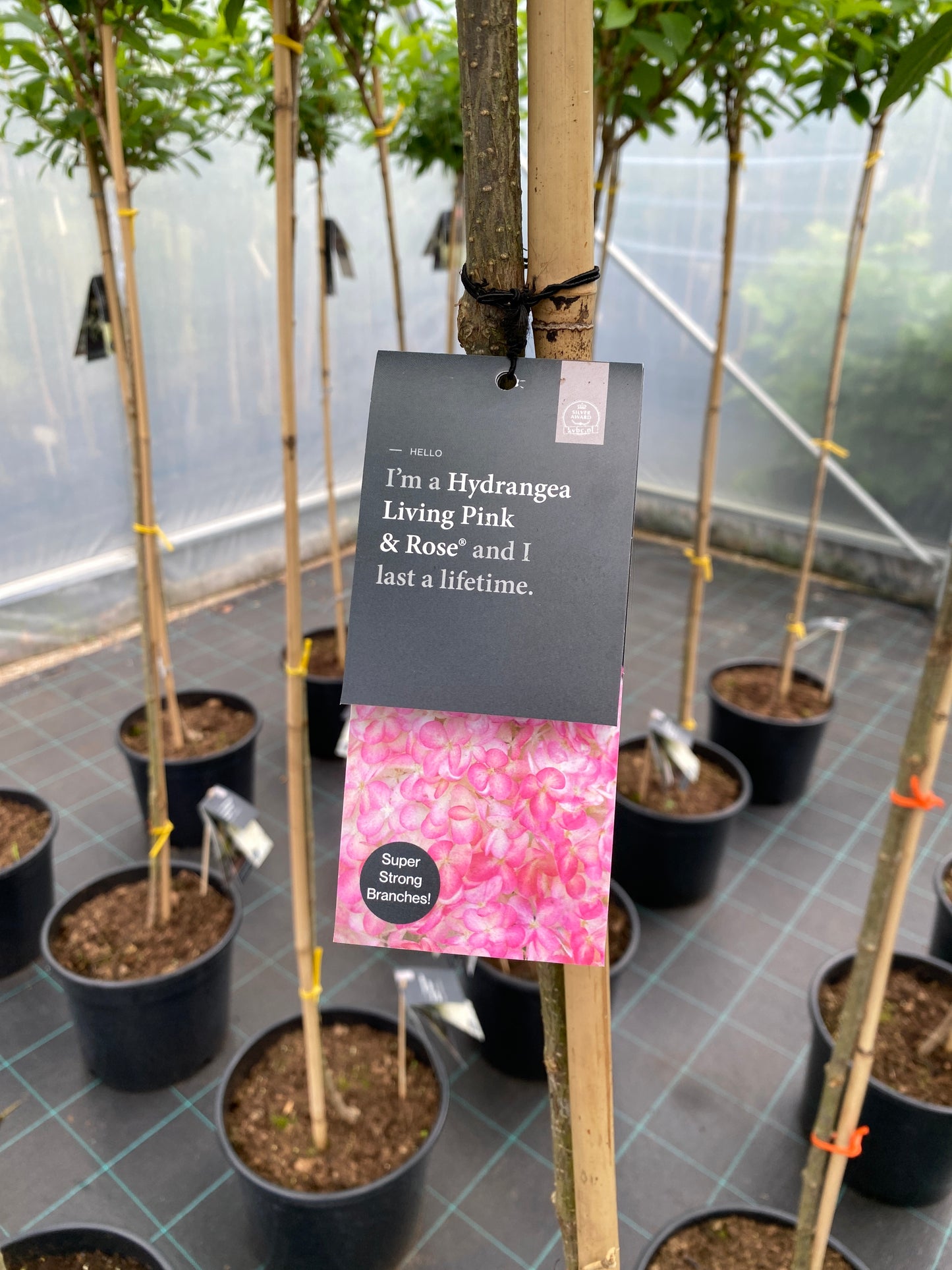 Stiebinė hortenzija šluotelinė (Hydrangea paniculata) Living 'Pink & Rose' Pa