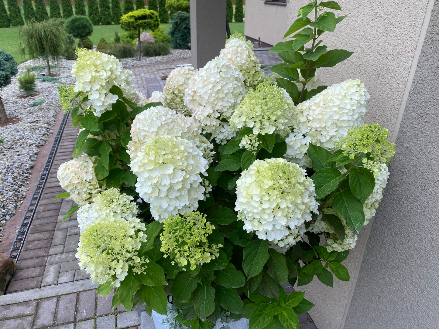 Hortenzija šluotelinė (Hydrangea paniculata) Living 'Summer Snow'