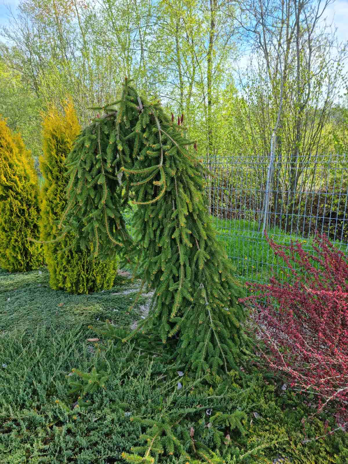 Eglė paprastoji (Picea abies) 'Frohburg’