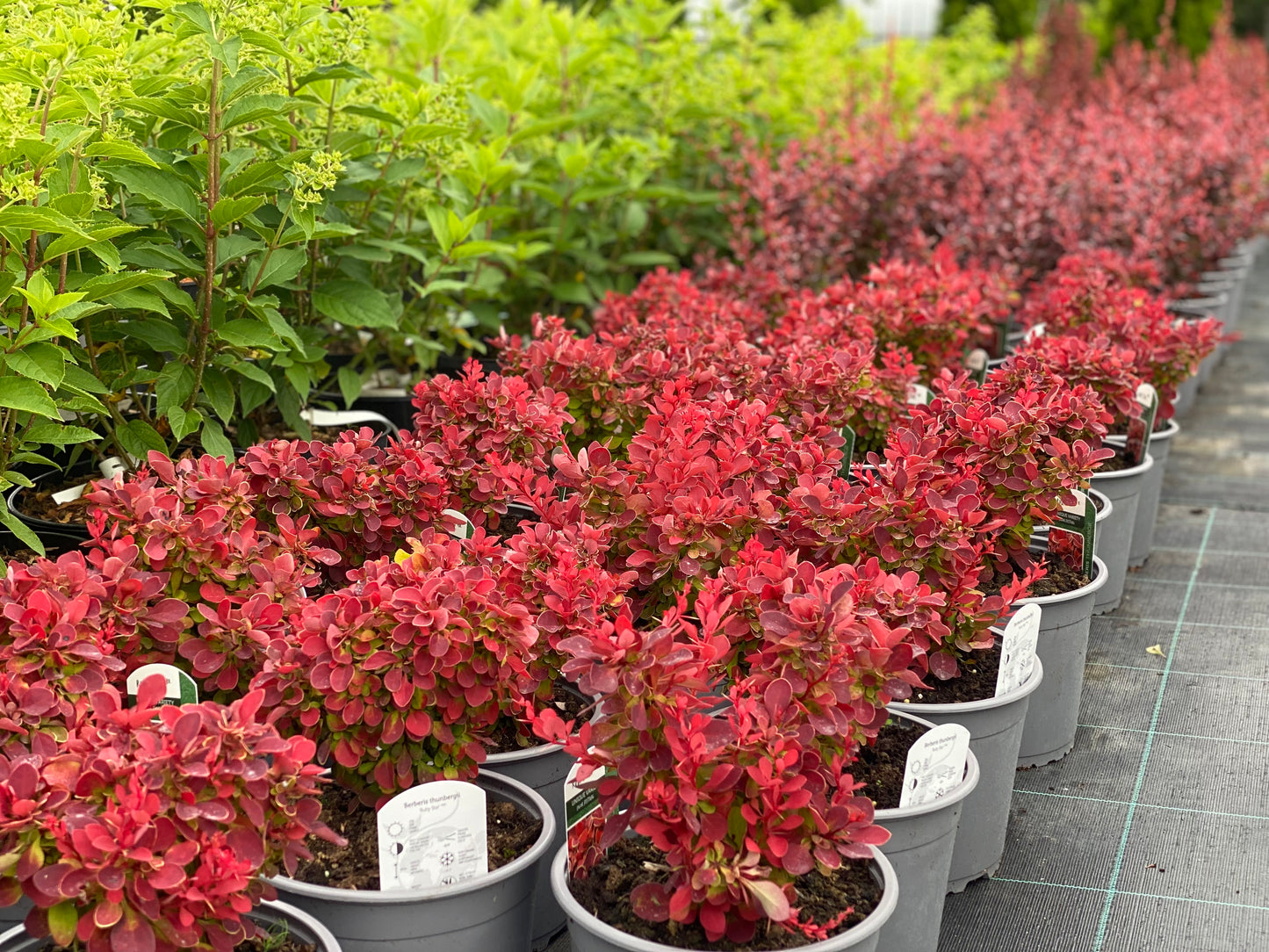 Raugerškis tunbergo (Berberis thunbergii) 'Ruby Star'