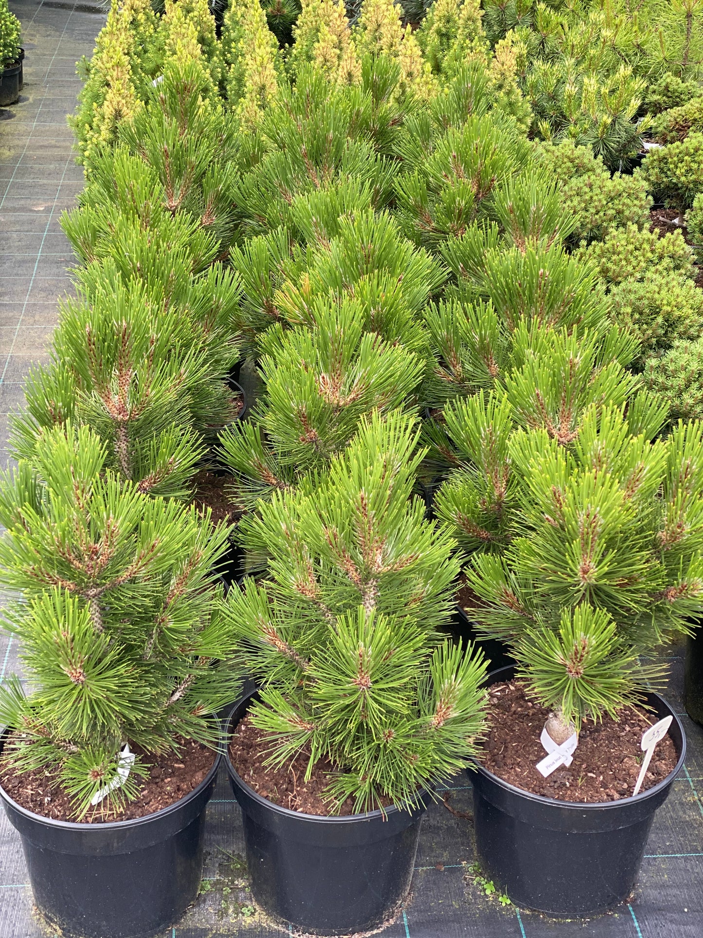 Pušis baltažievė (Pinus leucodermis) 'Mint Truffle'