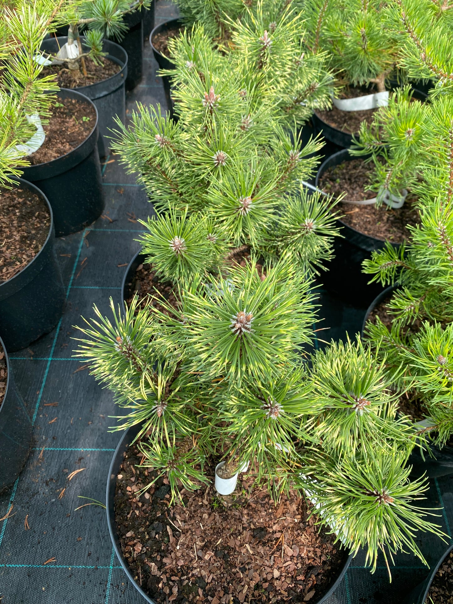 Pušis kalninė (Pinus mugo) 'Sunshine'