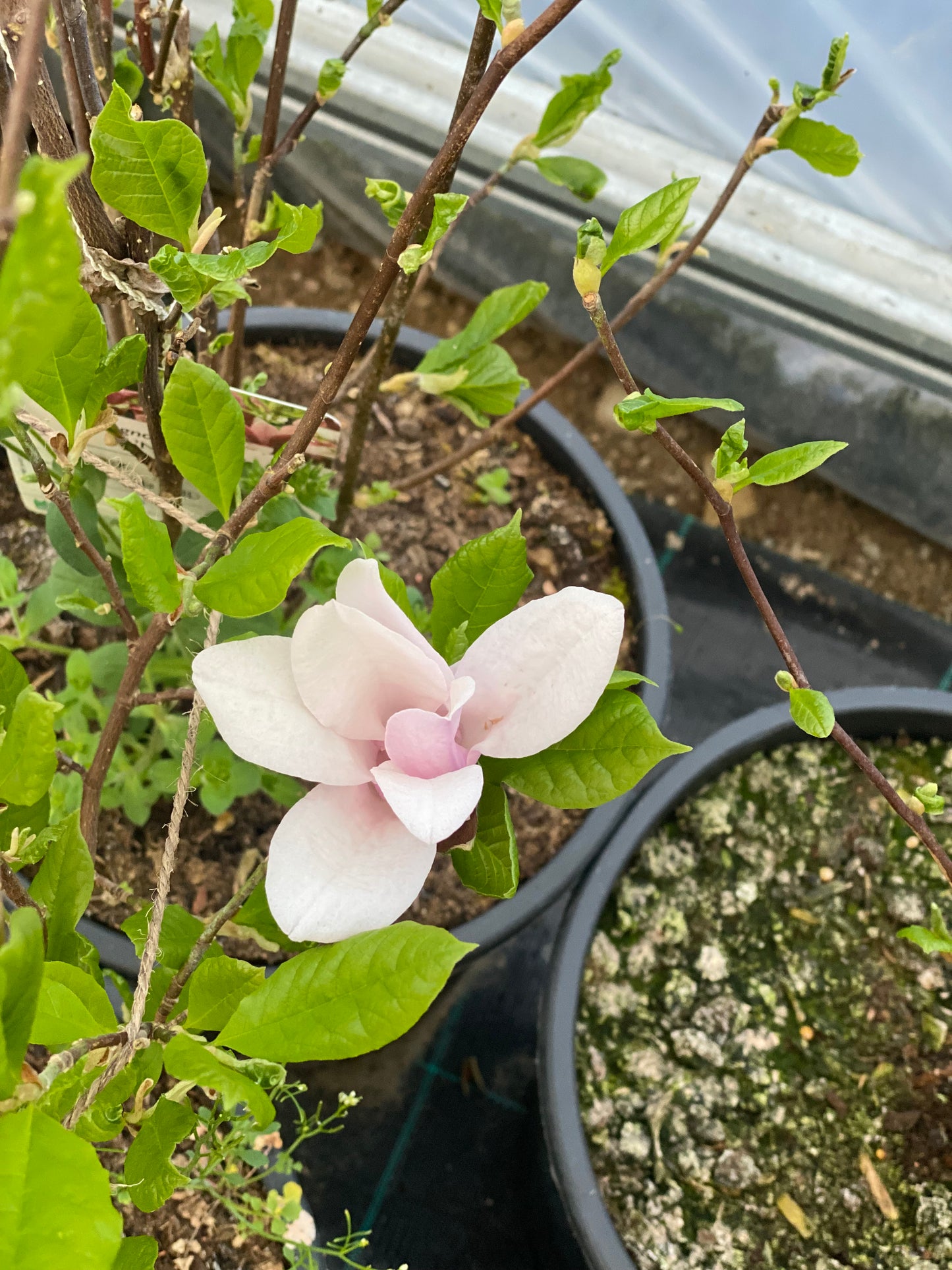Magnolija (Magnolia) 'George Henry Kern'