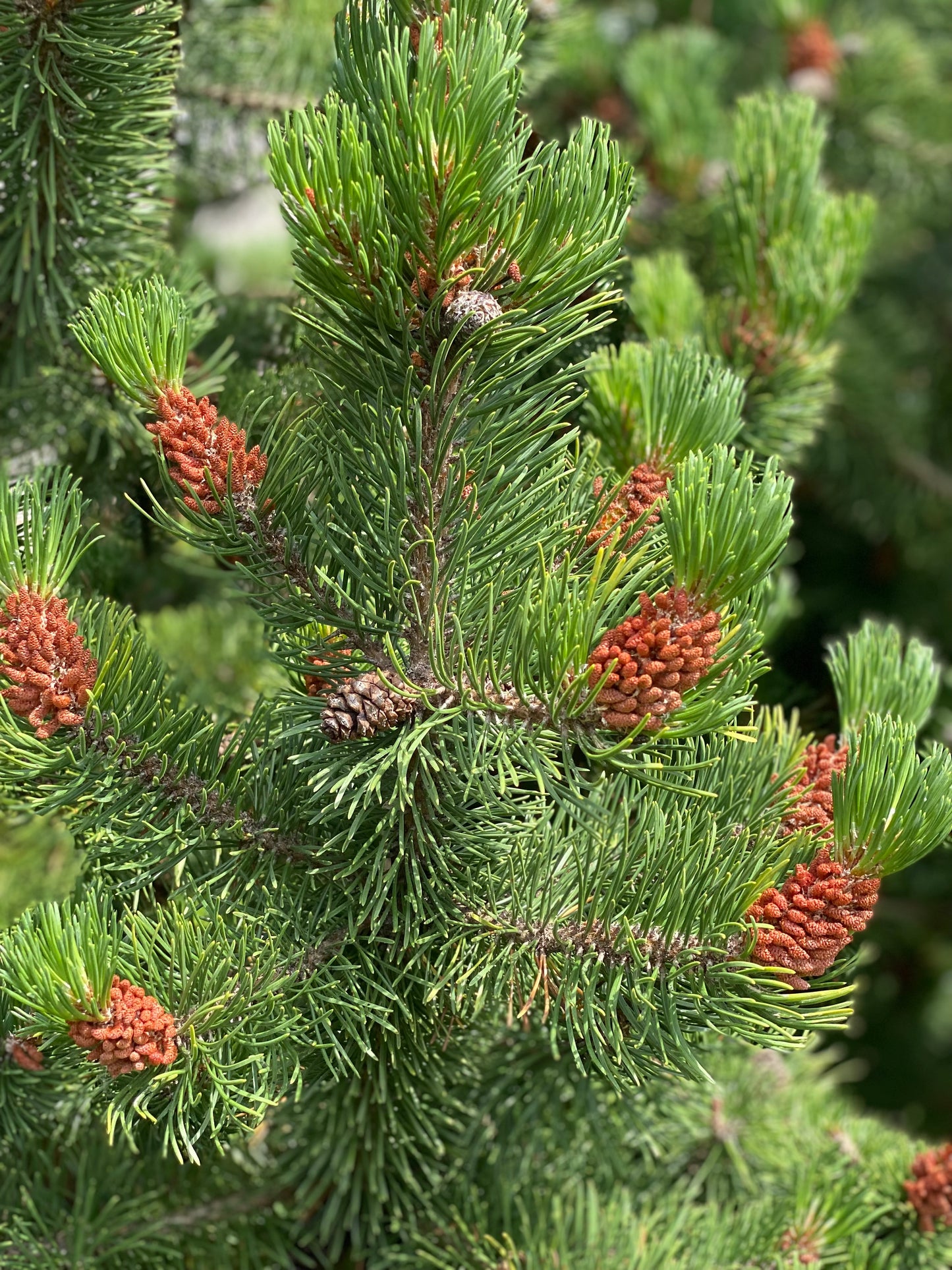 Pušis juodoji (Pinus nigra) 'Nigra'