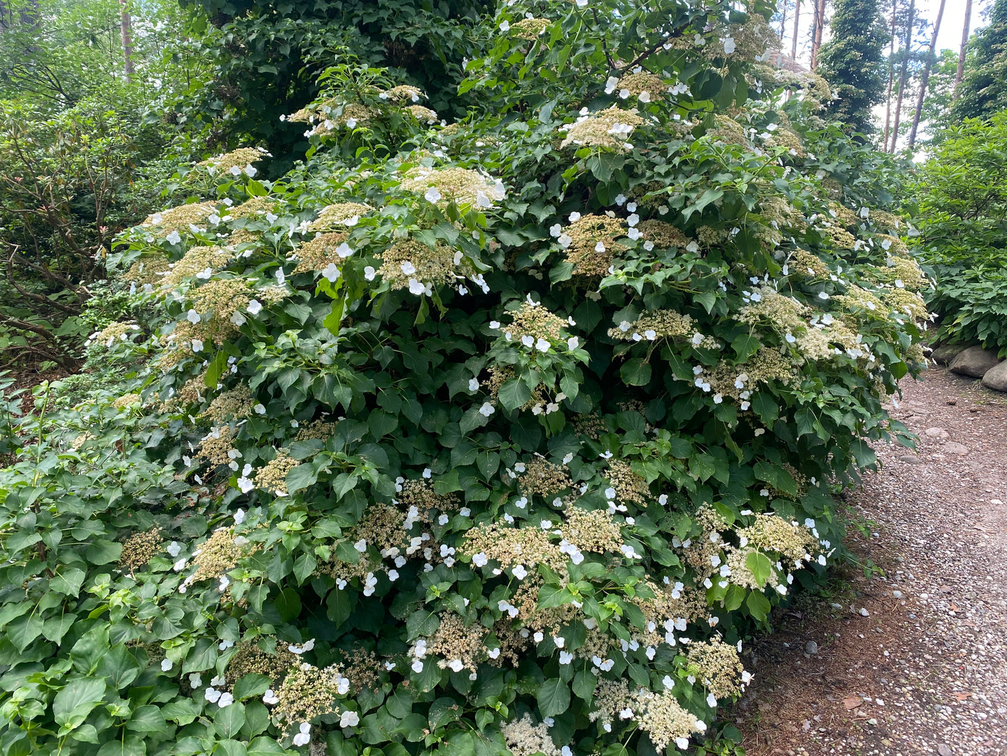 Hortenzija laipiojančioji (Hydrangea anomala petiolaris)