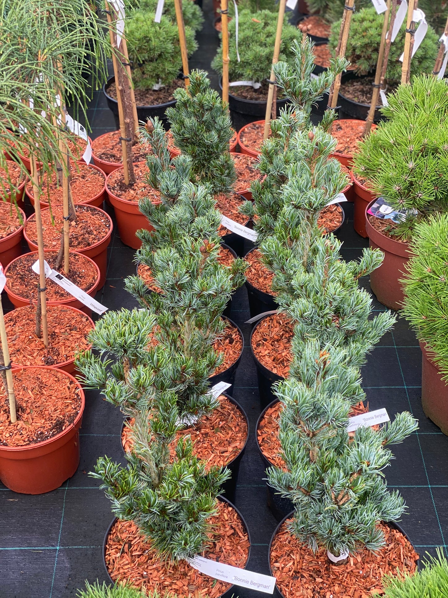 Pušis smulkiažiedė (Pinus parviflora) 'Bonnie Bergman's'