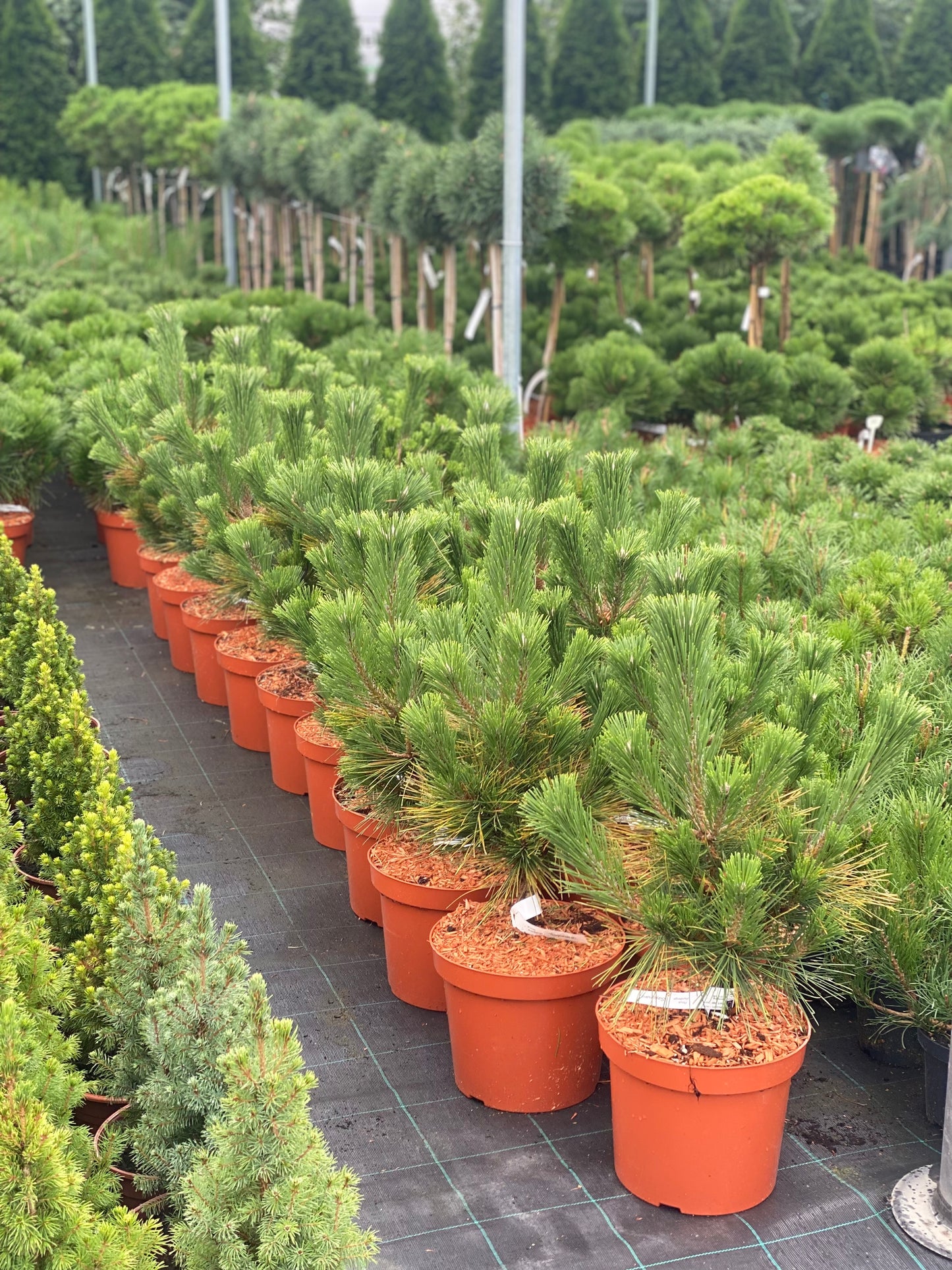 Pušis tunbergo (Pinus thunbergii) 'Sayonara'