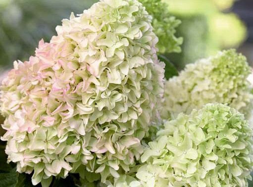 Hortenzija šluotelinė (Hydrangea paniculata) 'Magical Lime Sparkle'