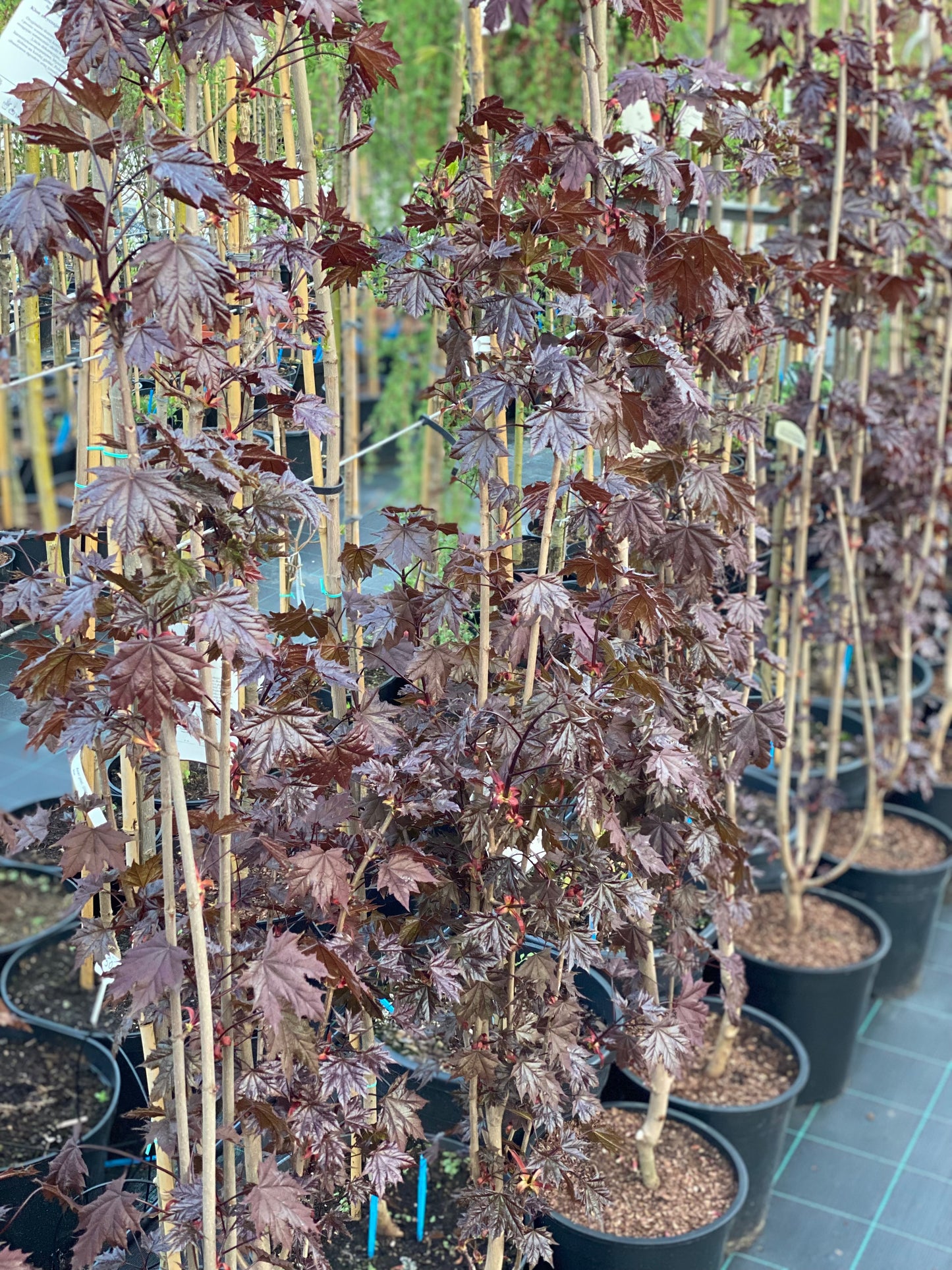 Klevas paprastasis (Acer platanoides) 'Crimson Sentry'