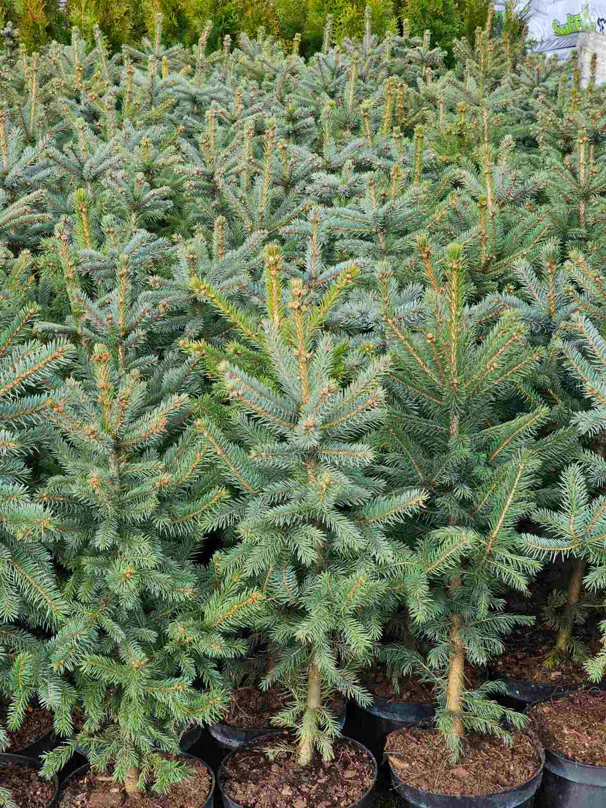 Eglė dygioji (Picea pungens)