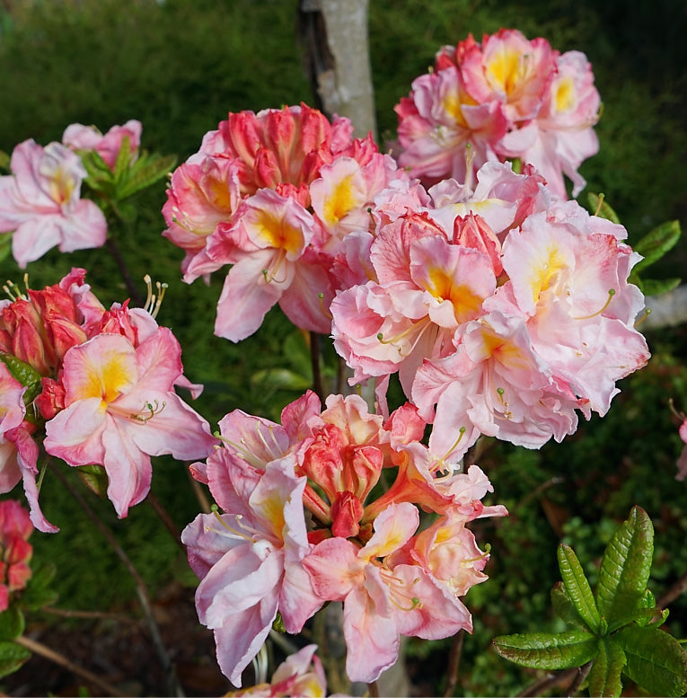 Azalija (Azalea) 'Cecile'