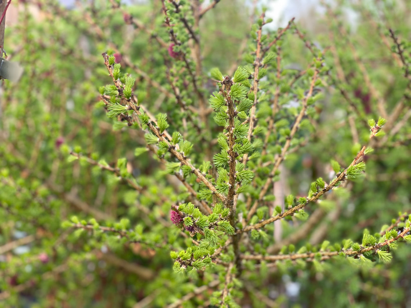Maumedis europinis (Larix decidua) 'Kornik' Pa