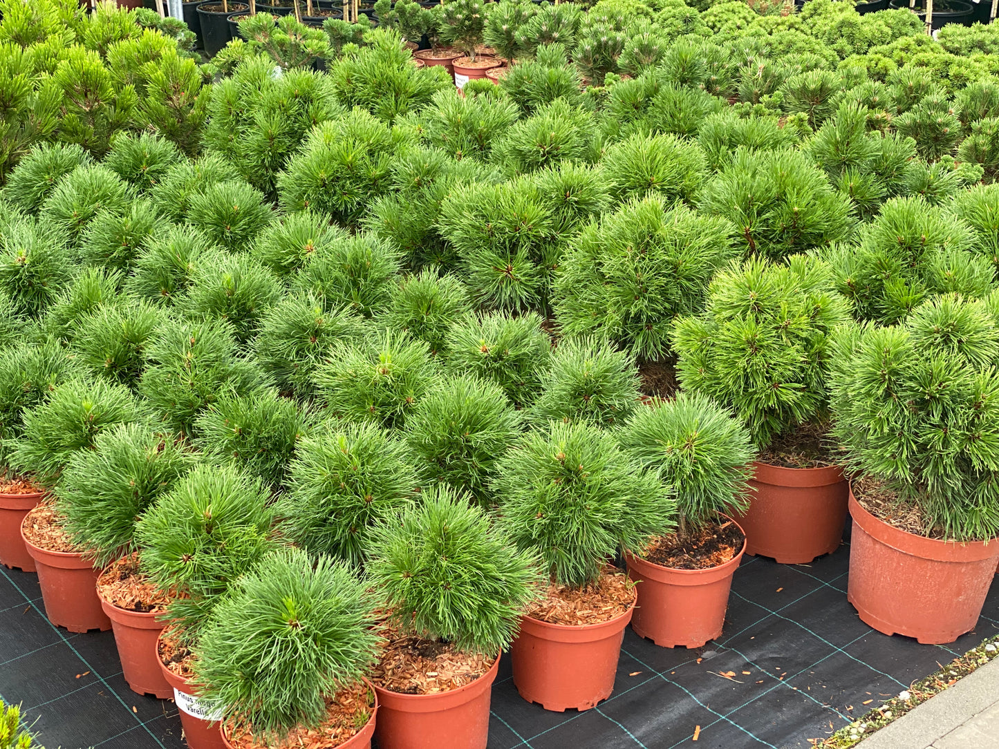 Pušis kalninė (Pinus mugo) 'Varella'