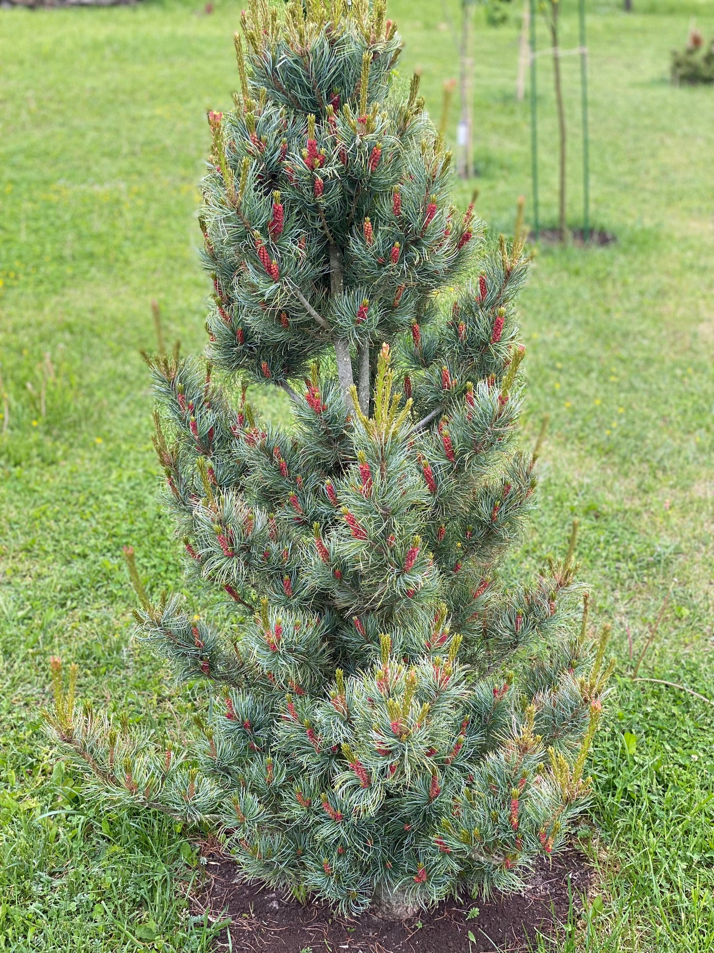 Pušis smulkiažiedė (Pinus parviflora) 'Bonnie Bergman's'
