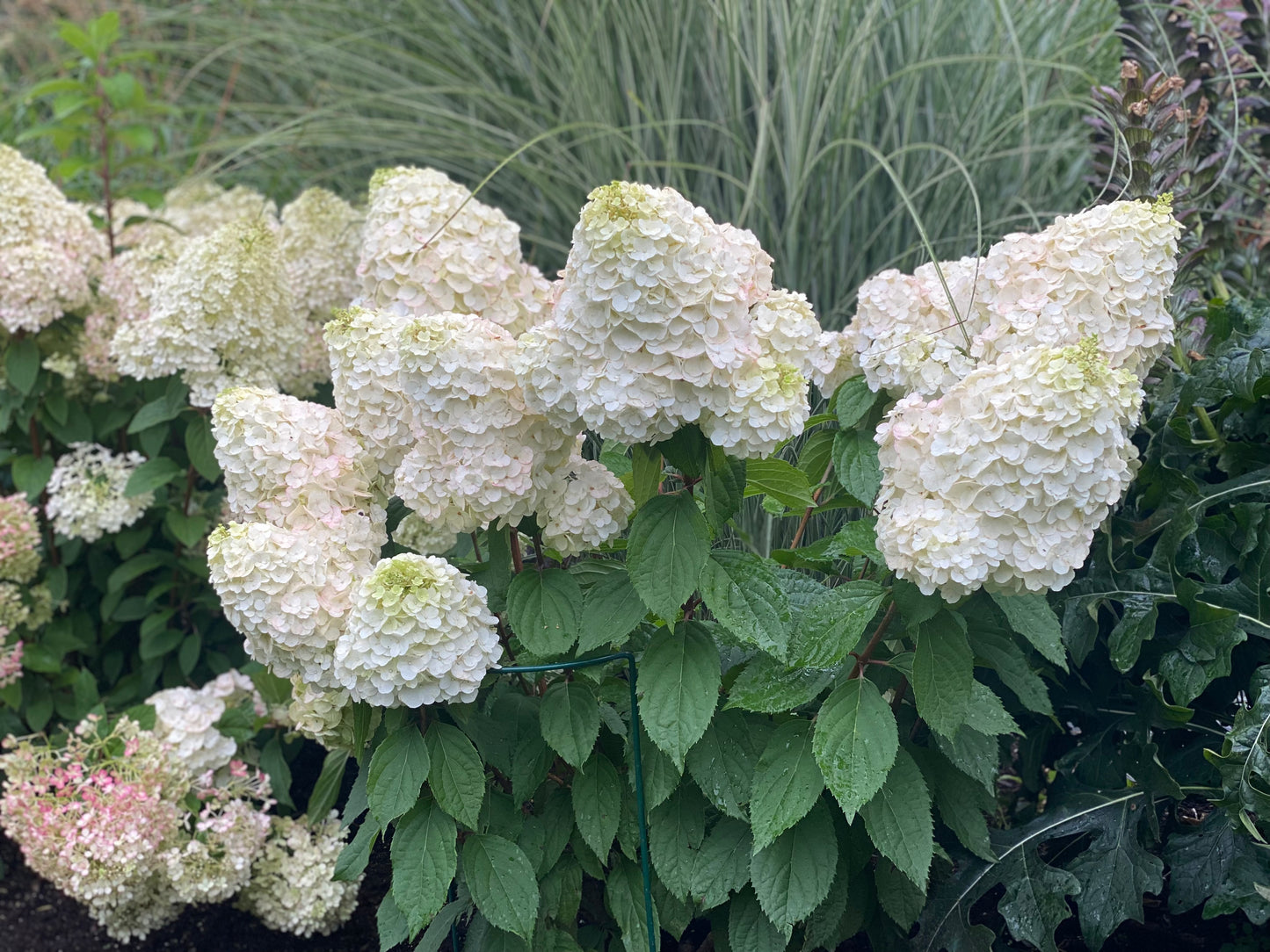 Hortenzija šluotelinė (Hydrangea paniculata) 'Magical Mont Blanc'