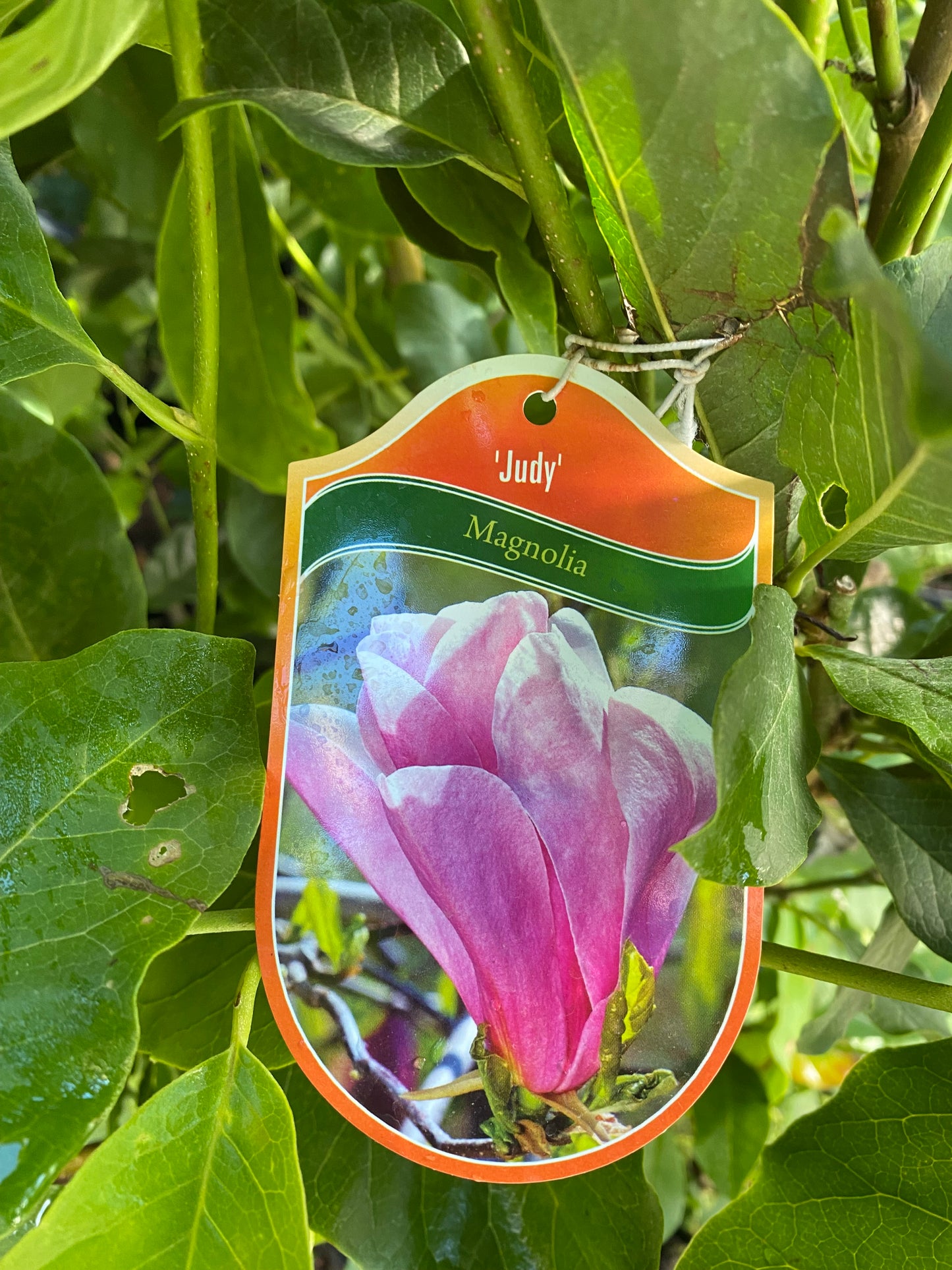Magnolija (Magnolia) 'Judy'