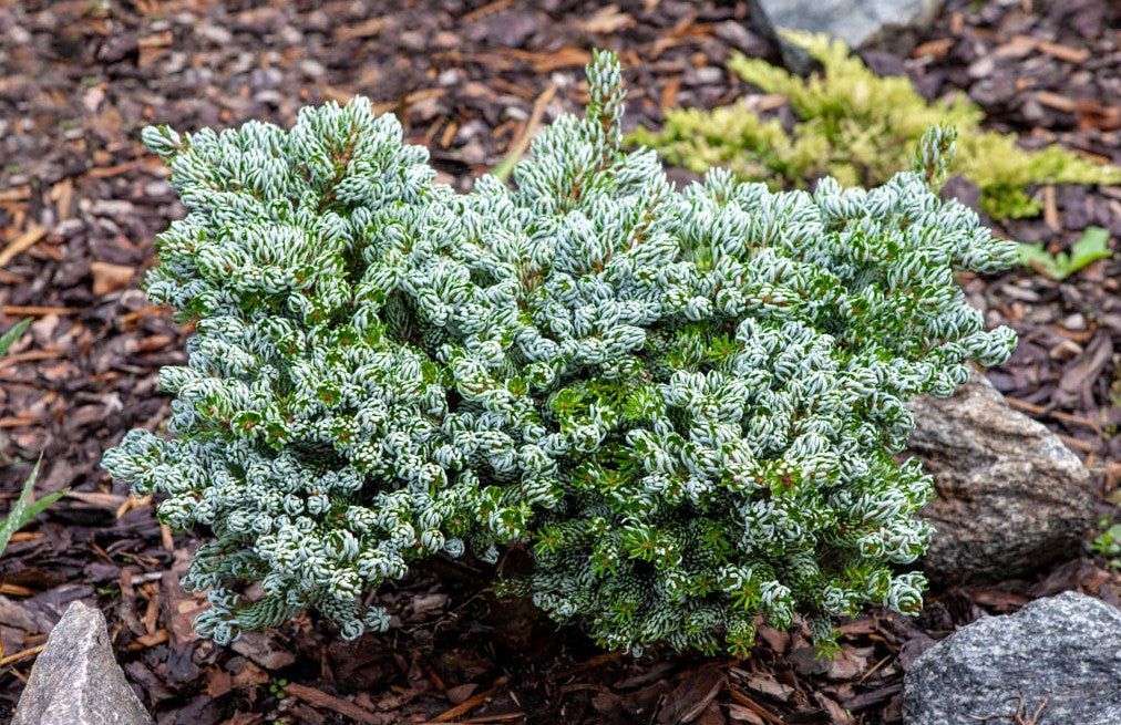Kėnis korėjinis (Abies koreana) 'Kohouts Icebreaker'
