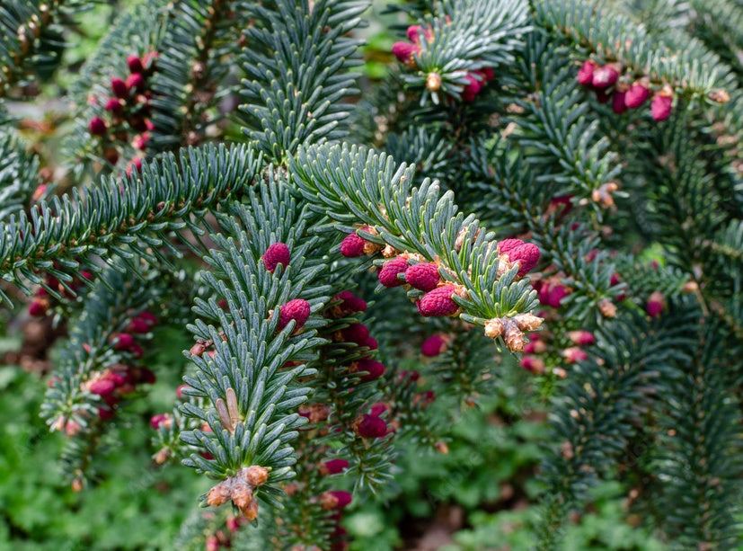 Kėnis ispaninis (Abies pinsapo) 'Kelleriis'