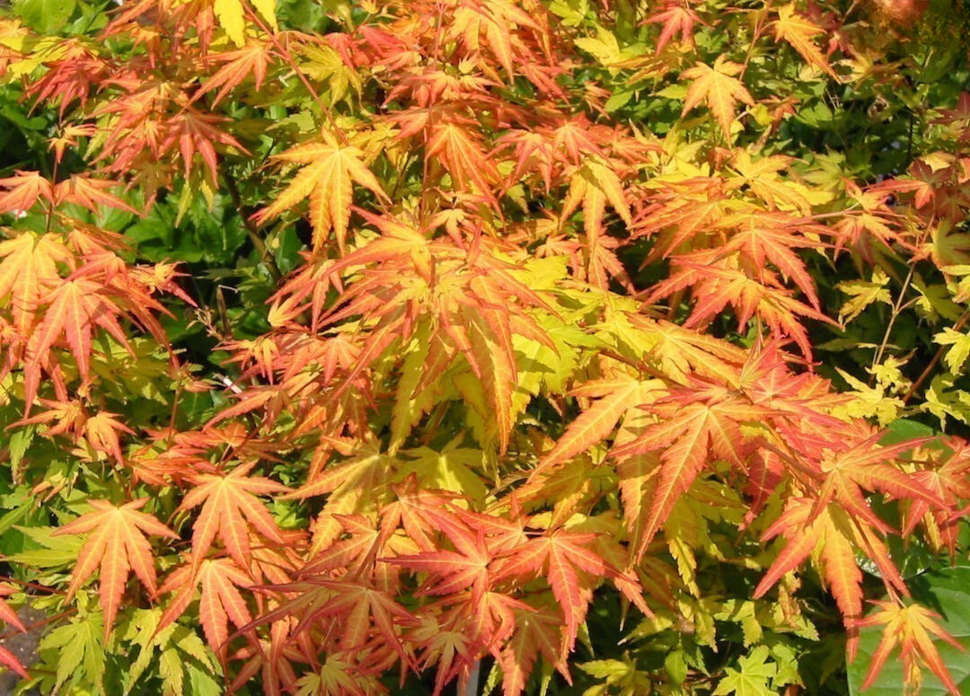 Klevas plaštakinis (Acer palmatum) 'Orange Dreams'