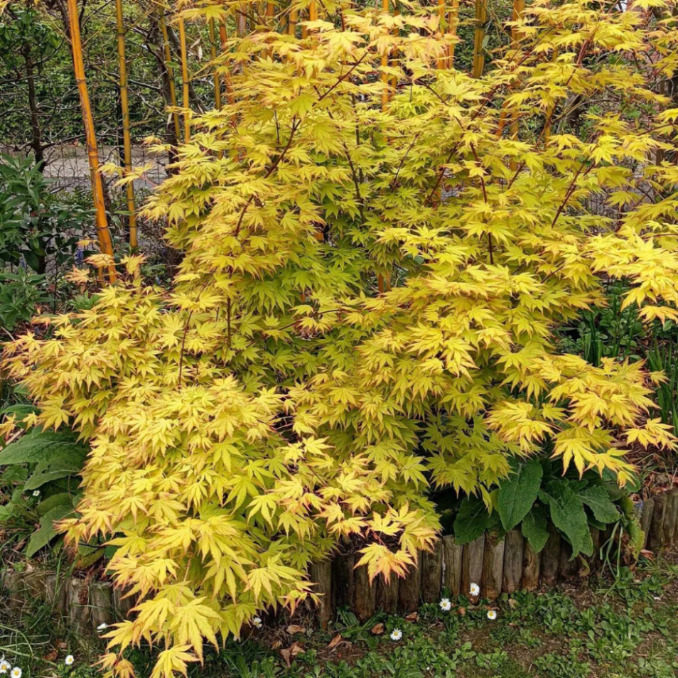 Klevas plaštakinis (Acer palmatum) 'Orange Dreams'