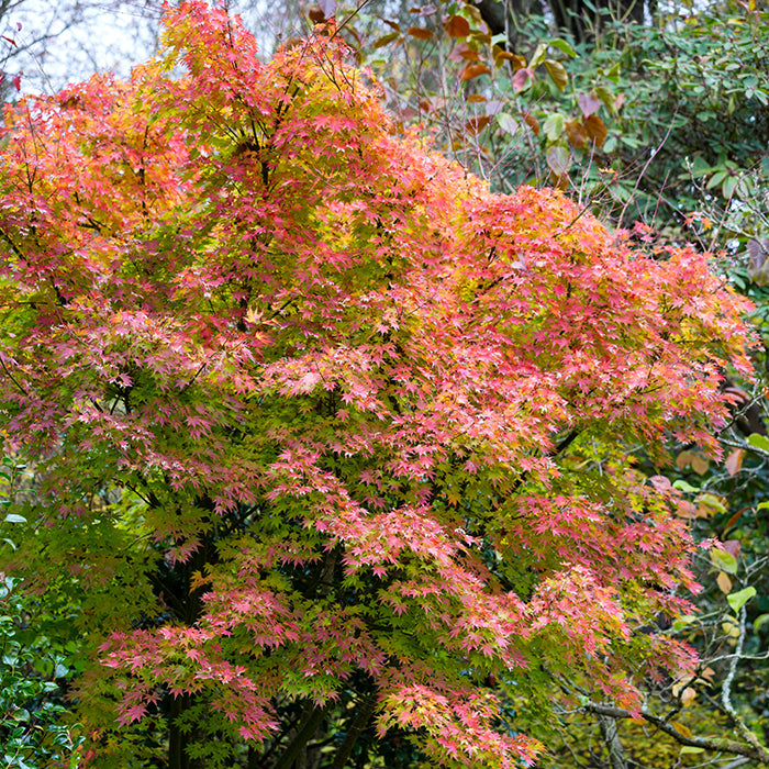 Klevas plaštakinis (Acer palmatum) 'Orange Dreams'
