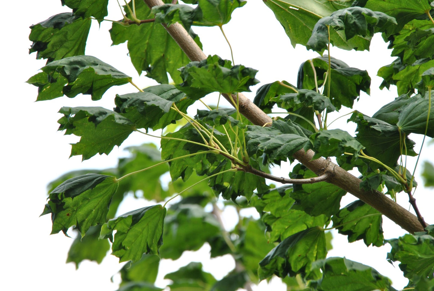 Klevas paprastasis (Acer platanoides) 'Cucullatum'