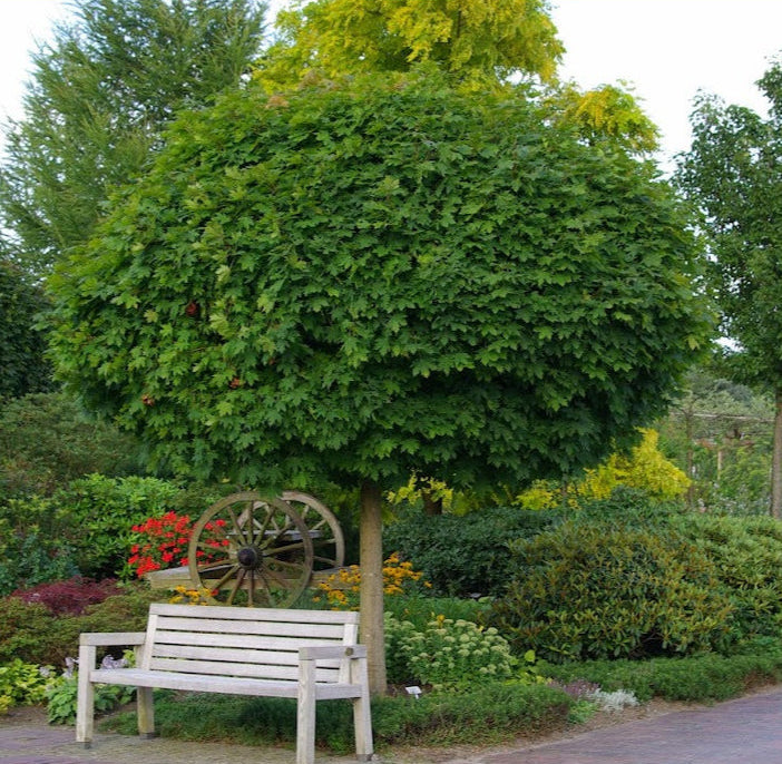 Klevas paprastasis (Acer platanoides) 'Globosum'