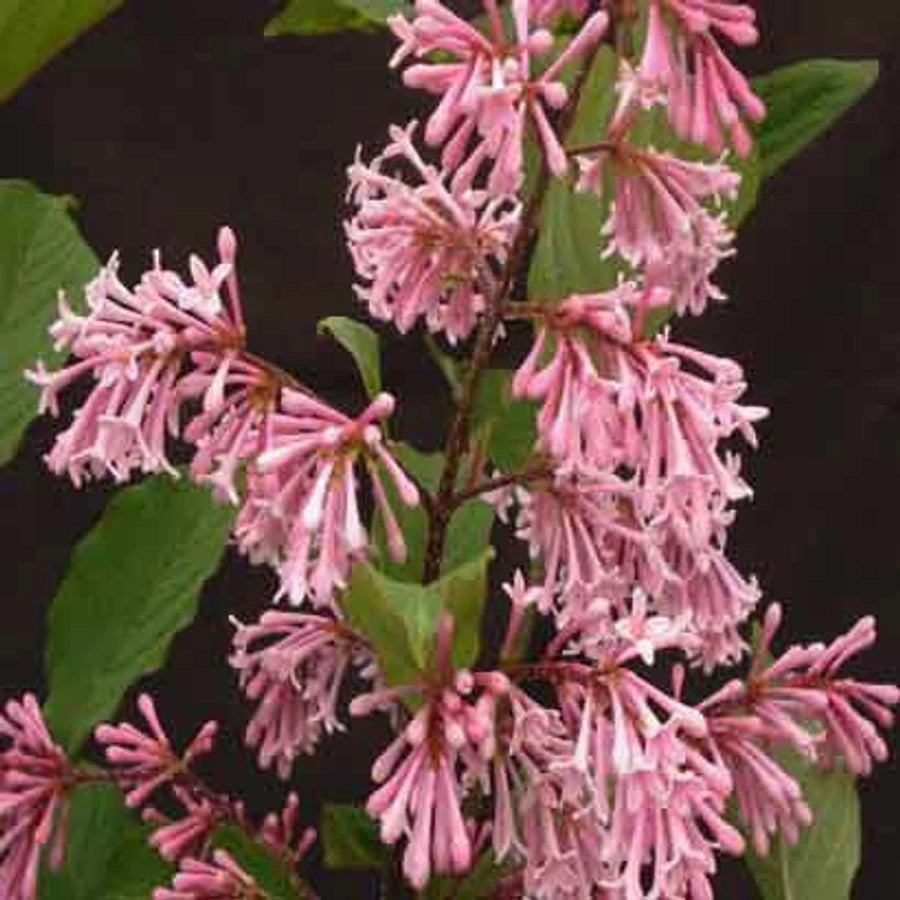 Alyva (Syringa yunnanensis) 'Rosea'