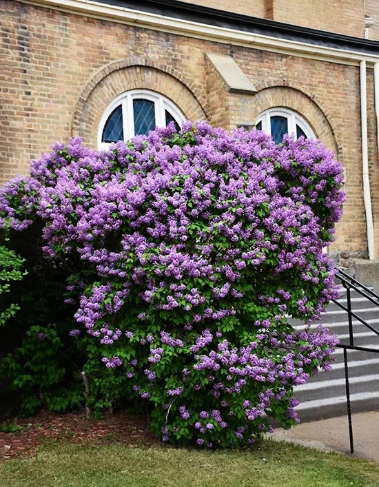 Alyva hiacintinė (Syringa x hyacinthiflora) 'Pocahontas'