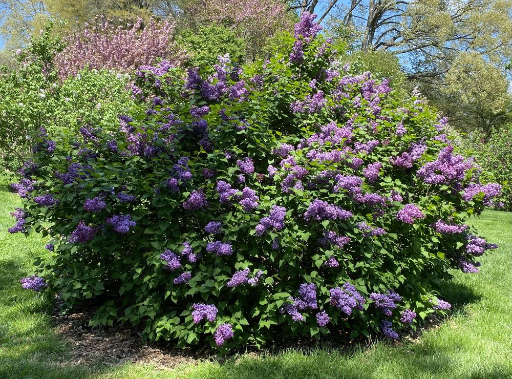 Alyva hiacintinė (Syringa x hyacinthiflora) 'Pocahontas'