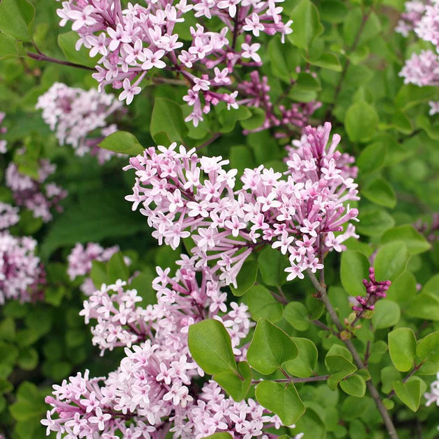 Alyva mejerio (Syringa meyeri) 'Palibin'