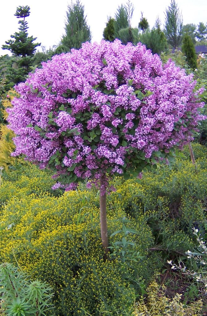 Alyva mejerio (Syringa meyeri) 'Palibin' Pa