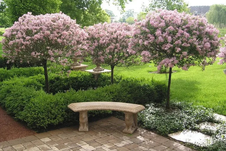 Alyva mejerio (Syringa meyeri) 'Palibin' Pa