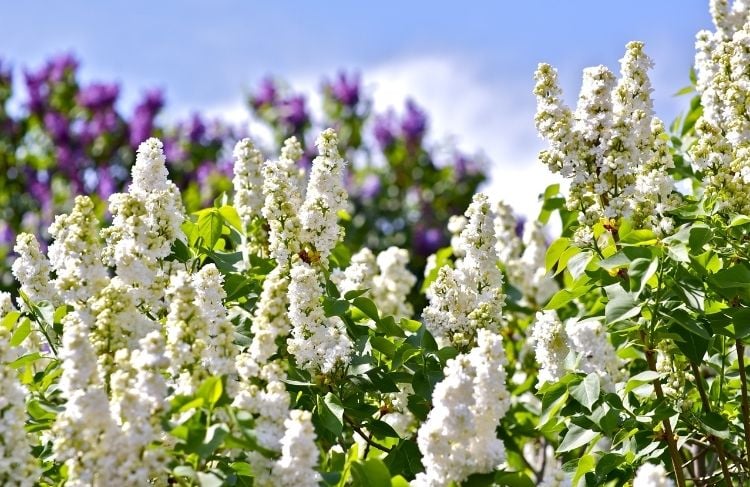 Alyva paprastoji (Syringa vulgaris) 'Alba'