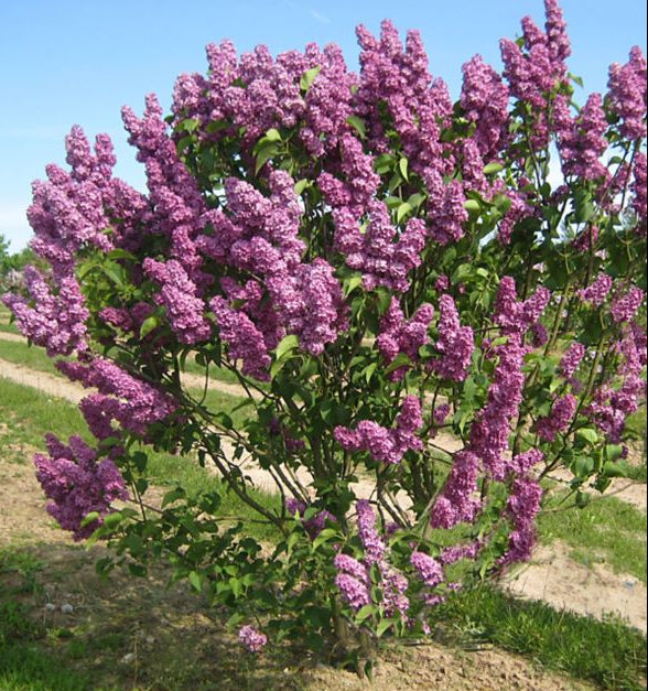 Alyva paprastoji (Syringa vulgaris) 'Andenken an Ludwig Spath'