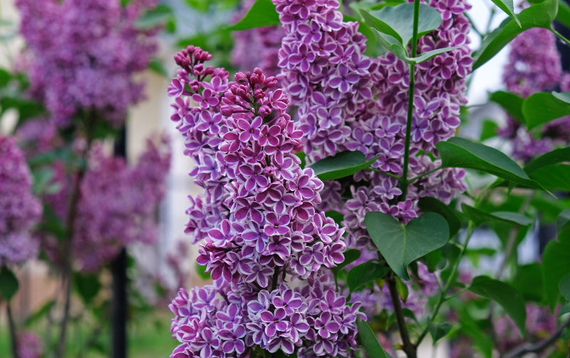 Alyva paprastoji (Syringa vulgaris) 'Sensation'