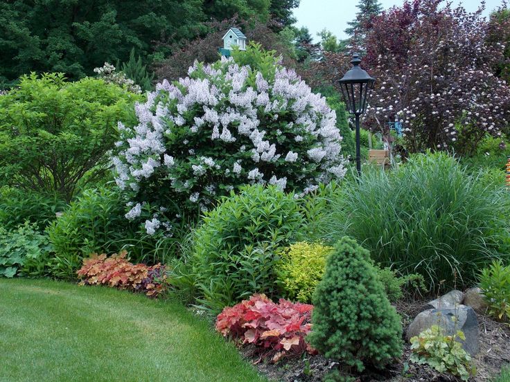 Alyva pūkuotoji (Syringa patula) 'Miss Kim’