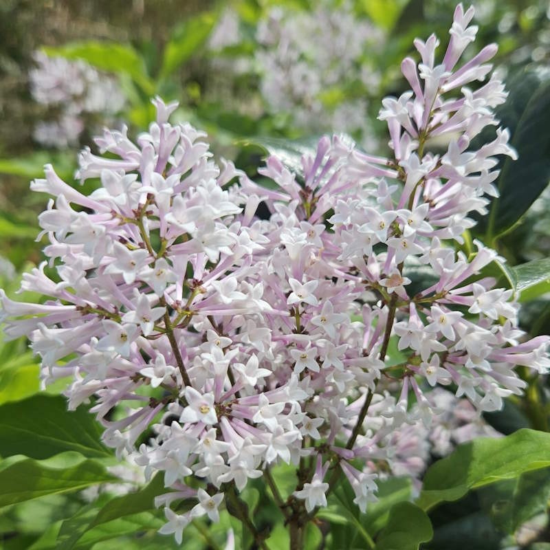 Alyva pūkuotoji (Syringa patula) 'Miss Kim’