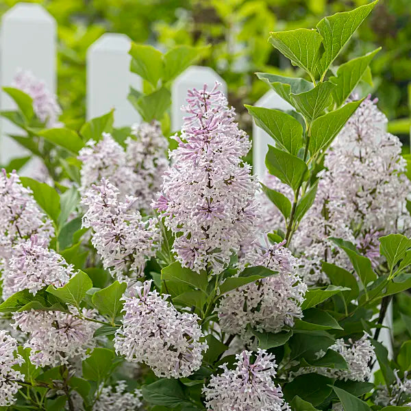 Alyva pūkuotoji (Syringa patula) 'Miss Kim’